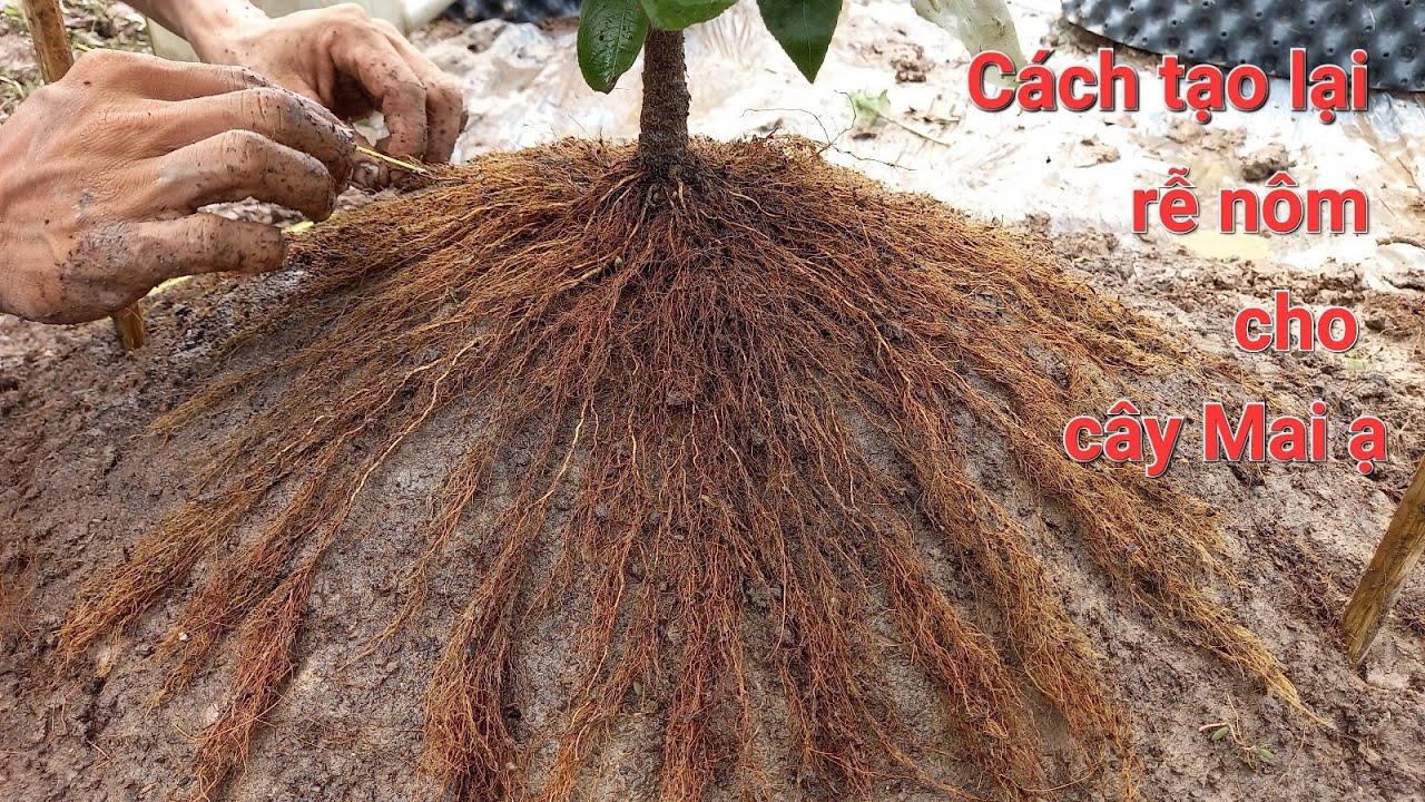 Cách tạo lại rễ nôm đẹp cho cây Mai xù Singapore sau 3 tháng bị ph.á rễ ạ ĐT 0971203949 Mực