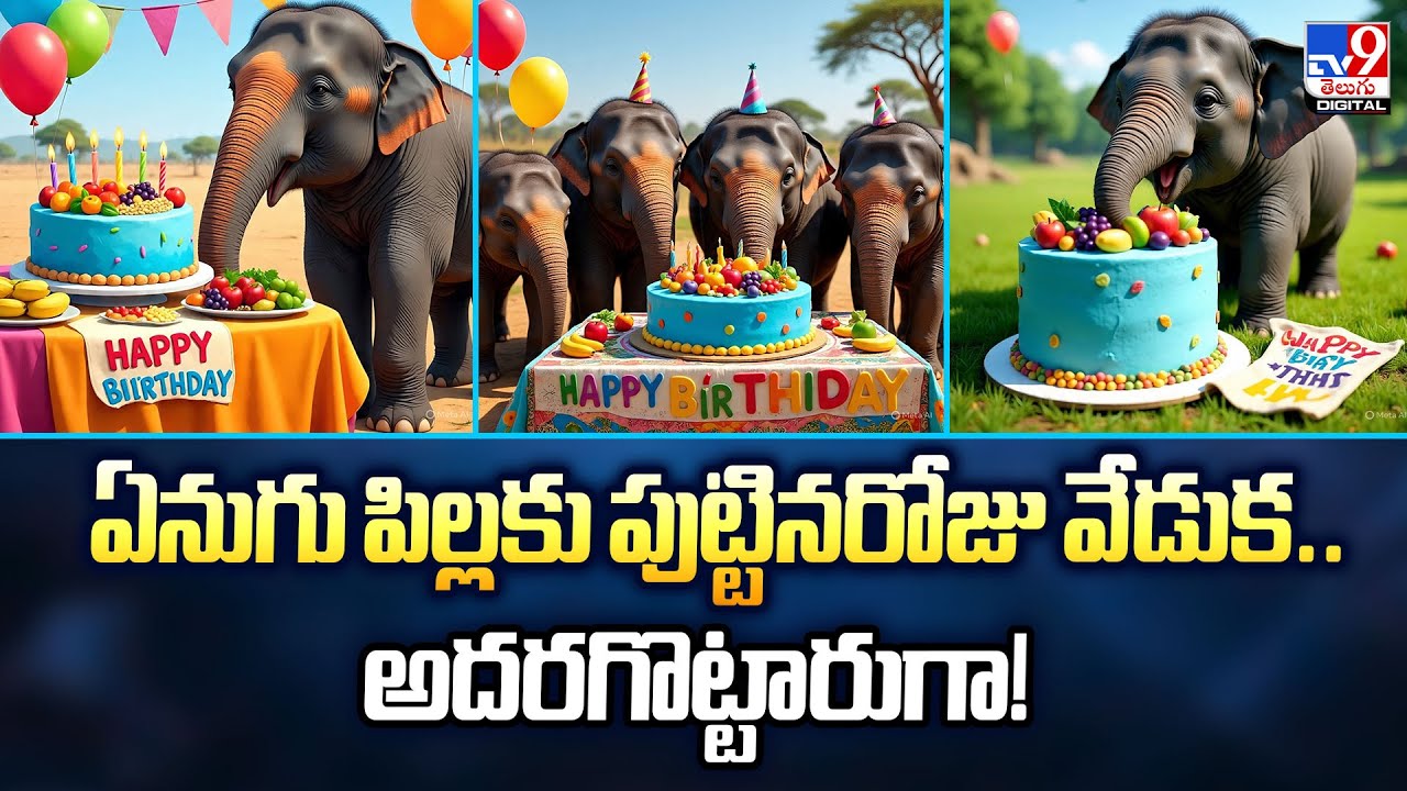 ఏనుగు పిల్లకు పుట్టినరోజు వేడుక.. అదరగొట్టారుగా! | Viral Video - TV9