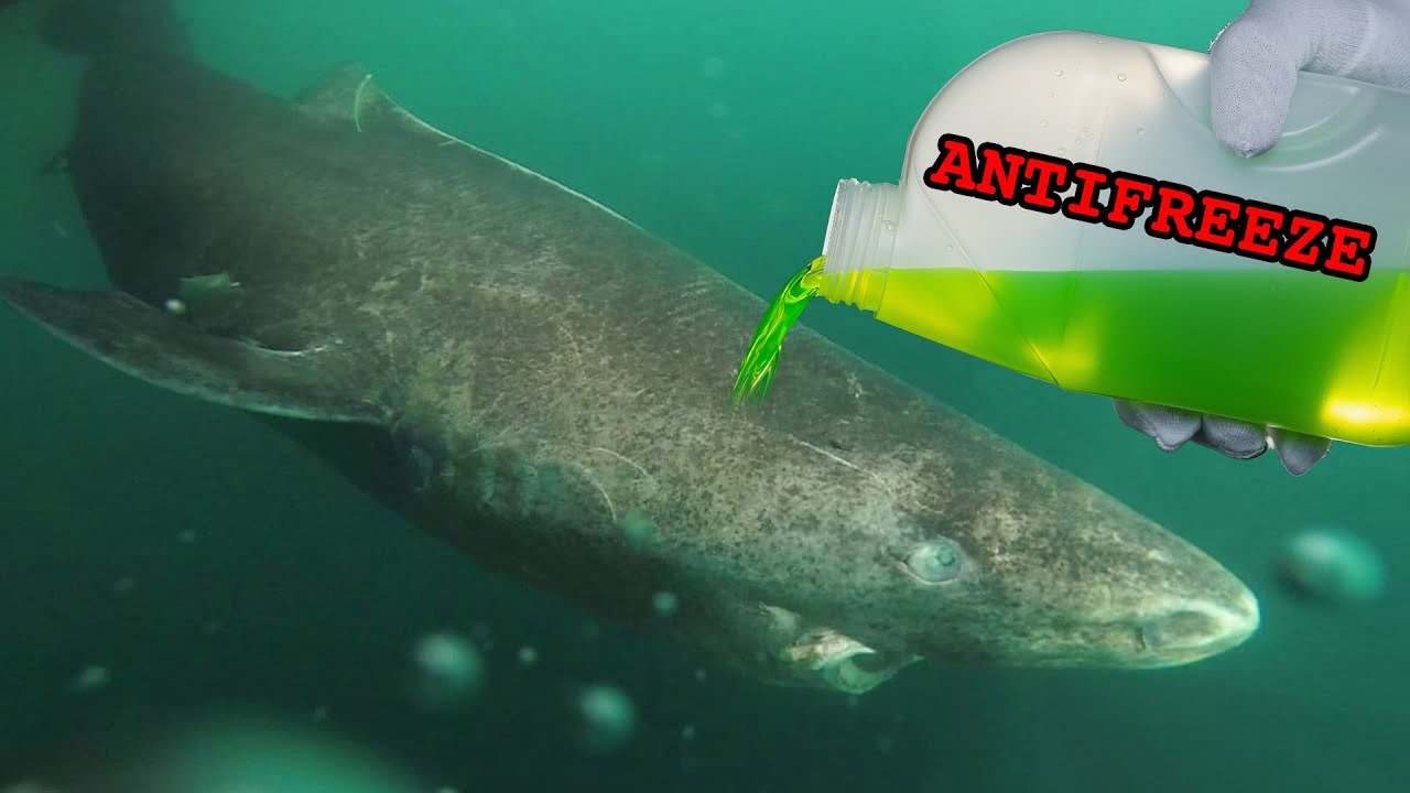 Shark Full of ANTIFREEZE?