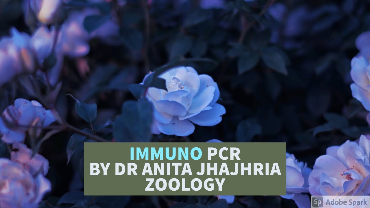 immuno PCR technique