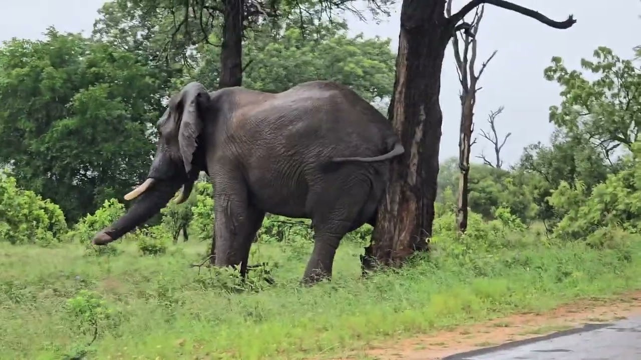 Kruger National Park in South Africa