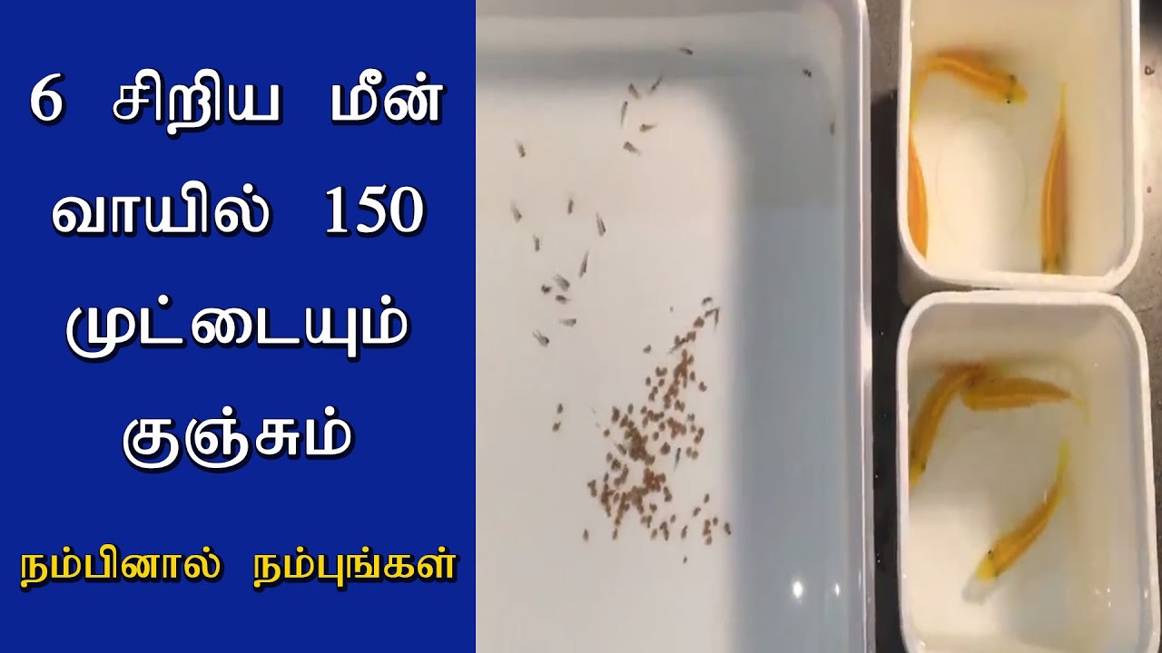 வாயில் வைத்து காக்கப்பட்ட 150 மீன் குஞ்சும் முட்டையும் அதிசயம் / Variety funtime