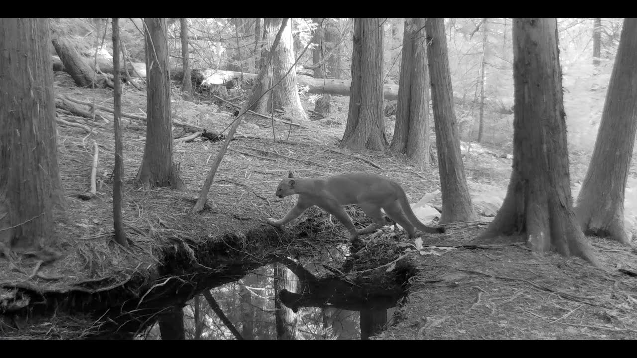 Wildlife Visit Popular Water Pool in Conserved Northwest Forest