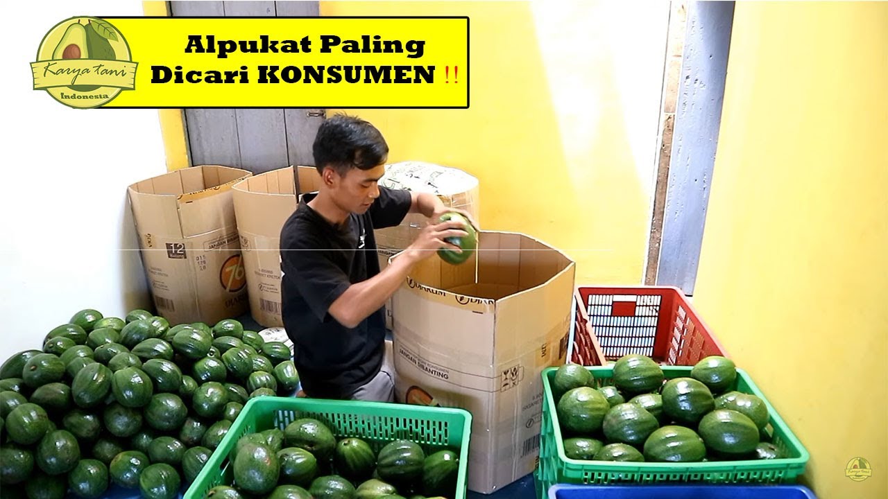 ALPUKAT YANG PALING DICARI PEMBELI