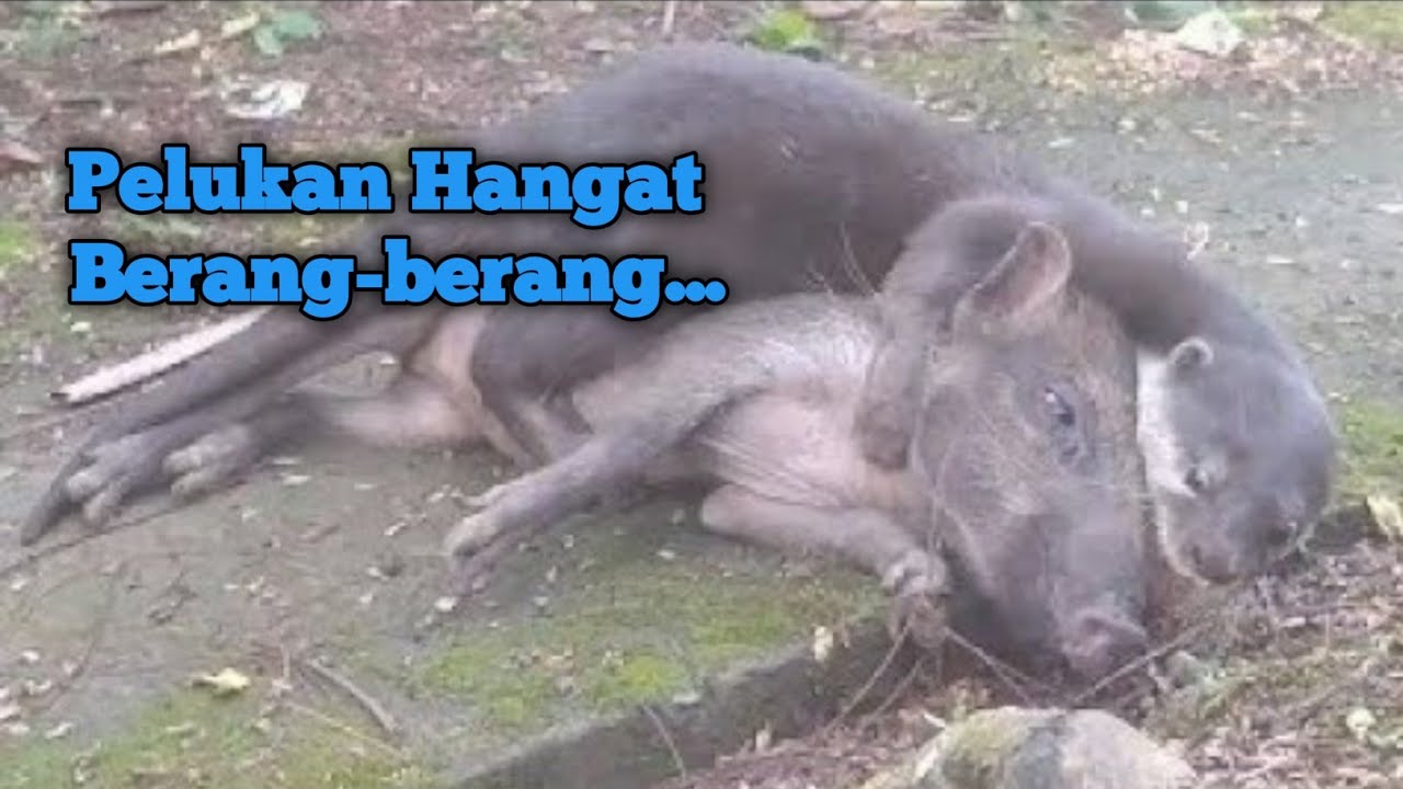 Perilaku berang berang dan babi hutan menggemaskan II ビーバーとブタの行動は愛らしいです