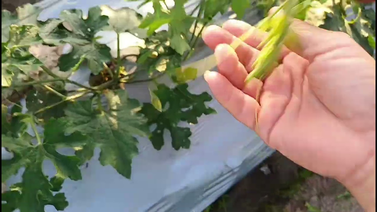 Trồng bí đao siêu trái