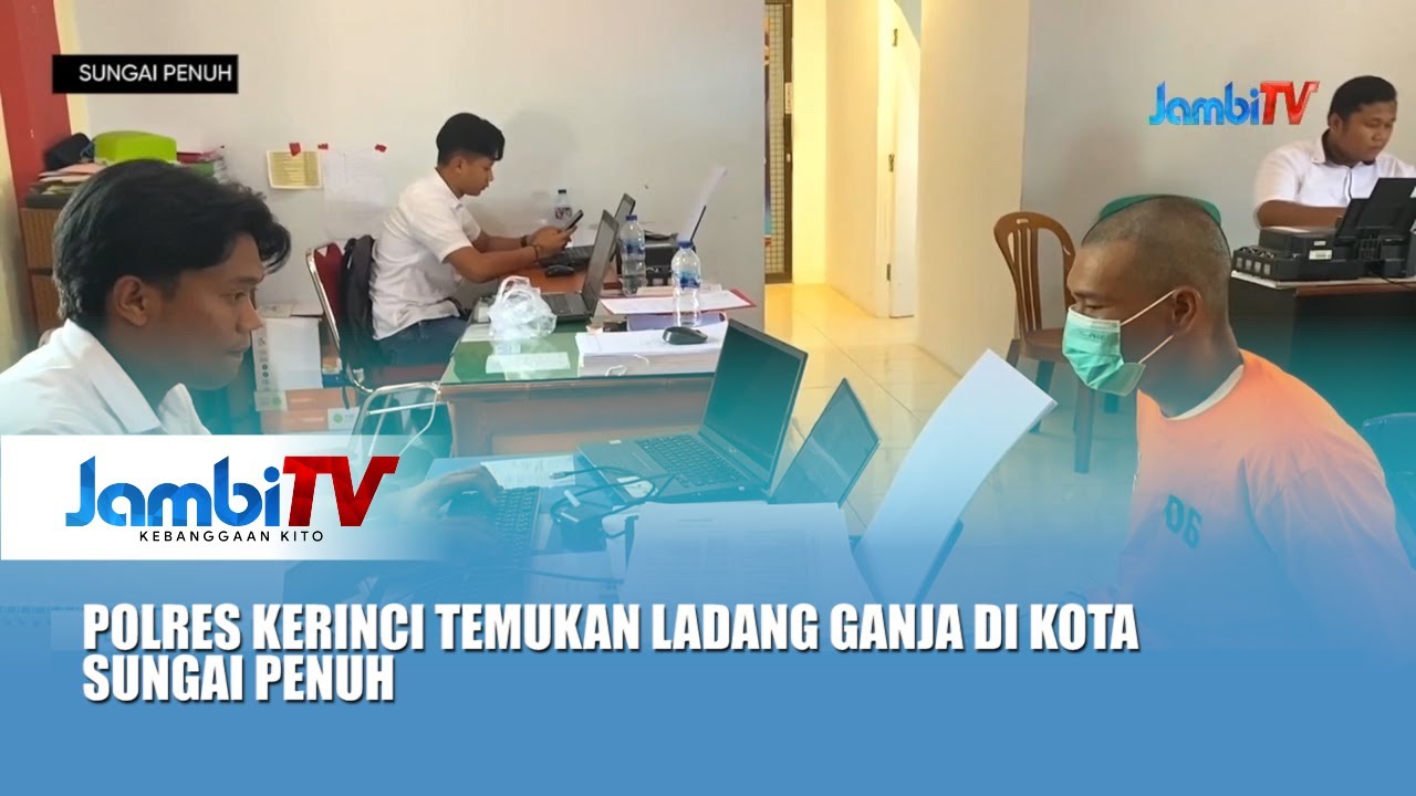 BERANTAS NARKOBA || POLRES KERINCI TEMUKAN LADANG GANJA DI KOTA SUNGAI PENUH
