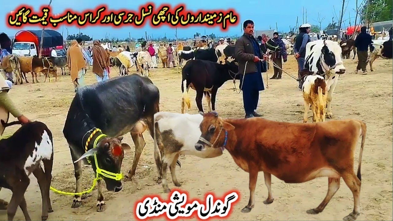 Gondal Mandi latest update 06 Dec 2025!Cholistani cow in Pakistan!HF and jersey cows for sale!#cow