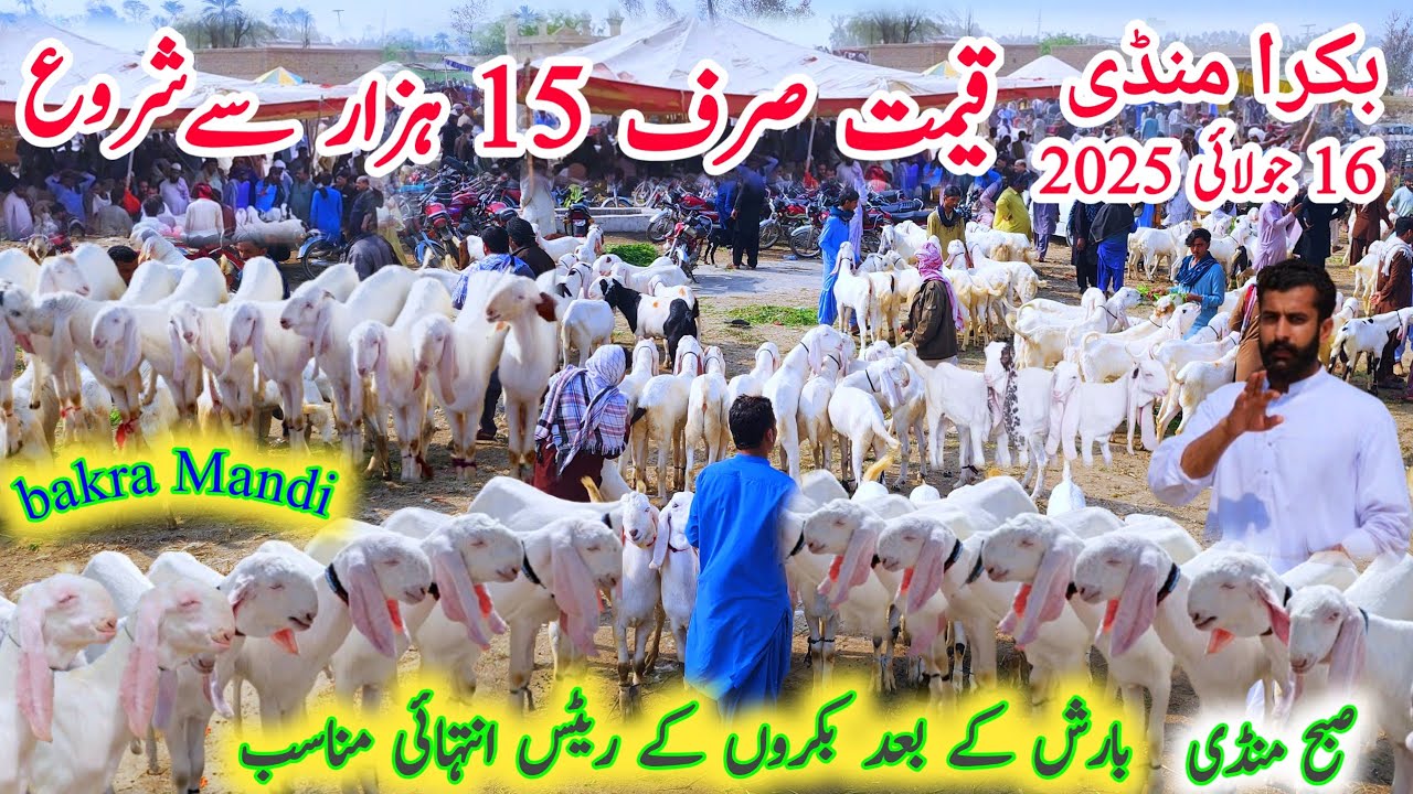 16 July 2025 bakra mandi pakistan dera ghazi khan بدھ کے دن منڈی سستی badi mandi update