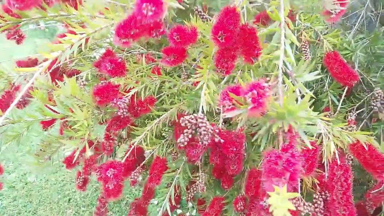 Dec 2025 - Garden Walk in start of summer