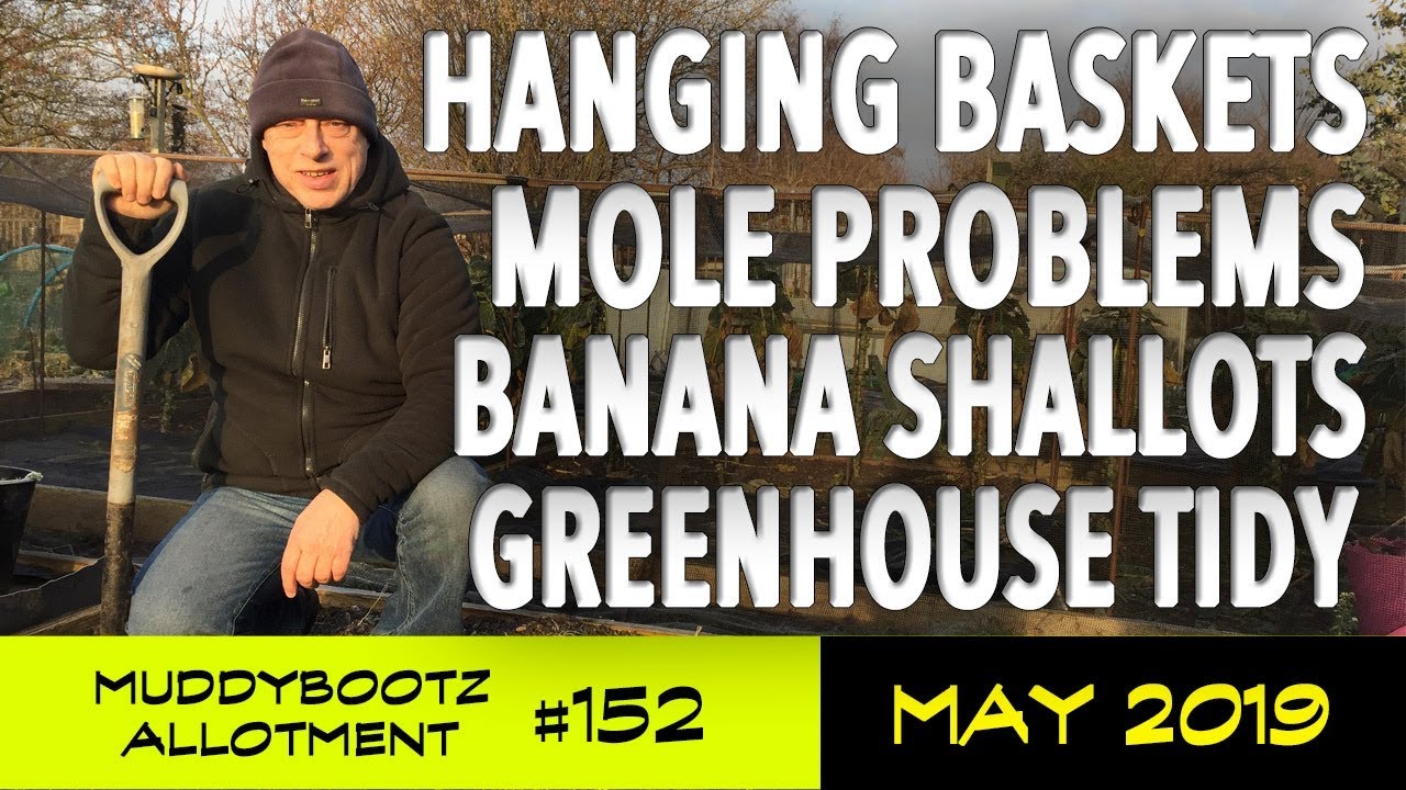 MuddyBootz Allotment #152 - Hanging Baskets - Mole Problems - Zebrune Shallots