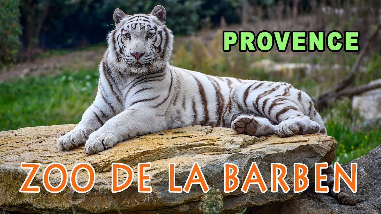 Zoo de la Barben in Provence: A Photographic Discovery