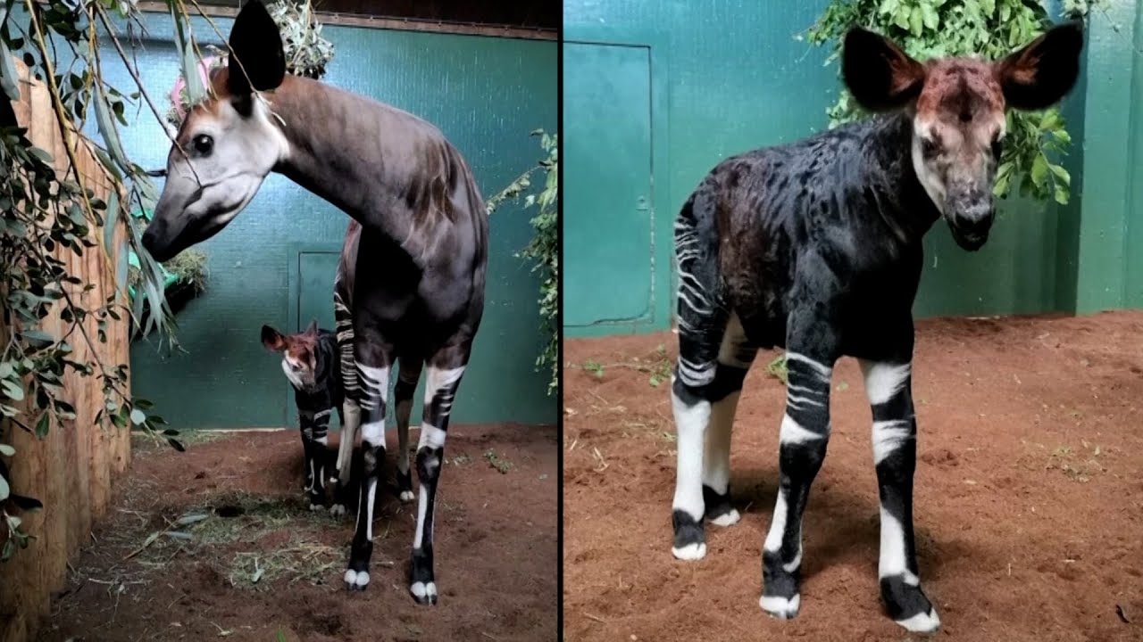 Endangered Baby Okapi Walks Just Minutes After Being Born