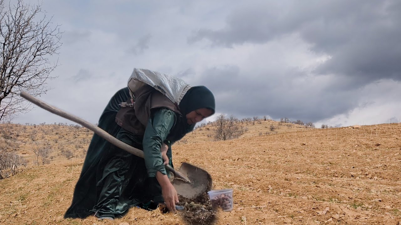 Simple rural life and planting oak seeds