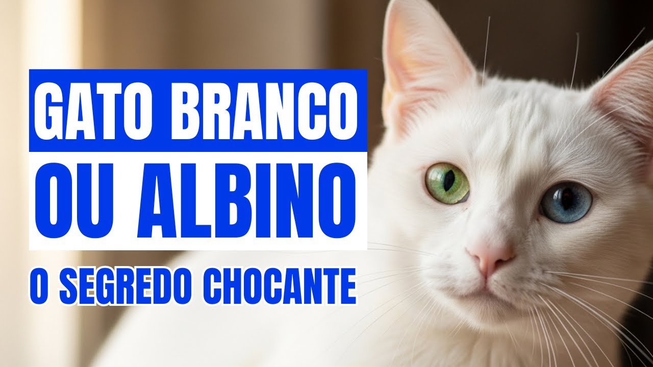O segredo chocante por trás dos gatos brancos