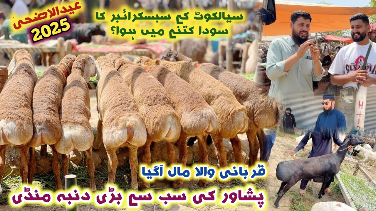 Turkey Dumba Mandi Peshawar New Updates 2025 | Balkhi Turkey Sheep Prices Eid Ul Azha 2025 | Izhar