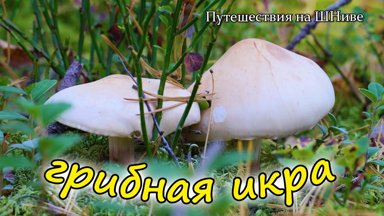 Грибная икра. Пришло время попробовать.