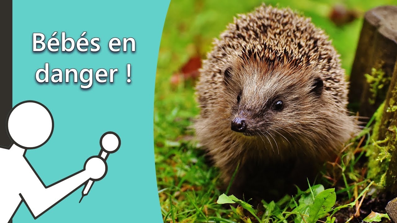 Bébés en danger - Les Secouristes de la faune sauvage #2