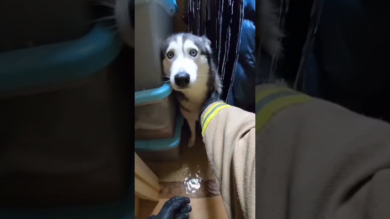 Firefighter Rescues Little Girl And Her Dog 🥹