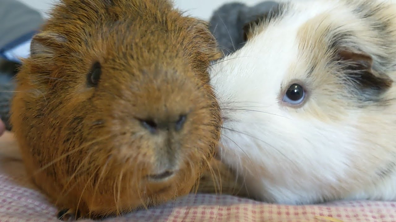 Capybara and Peanut!