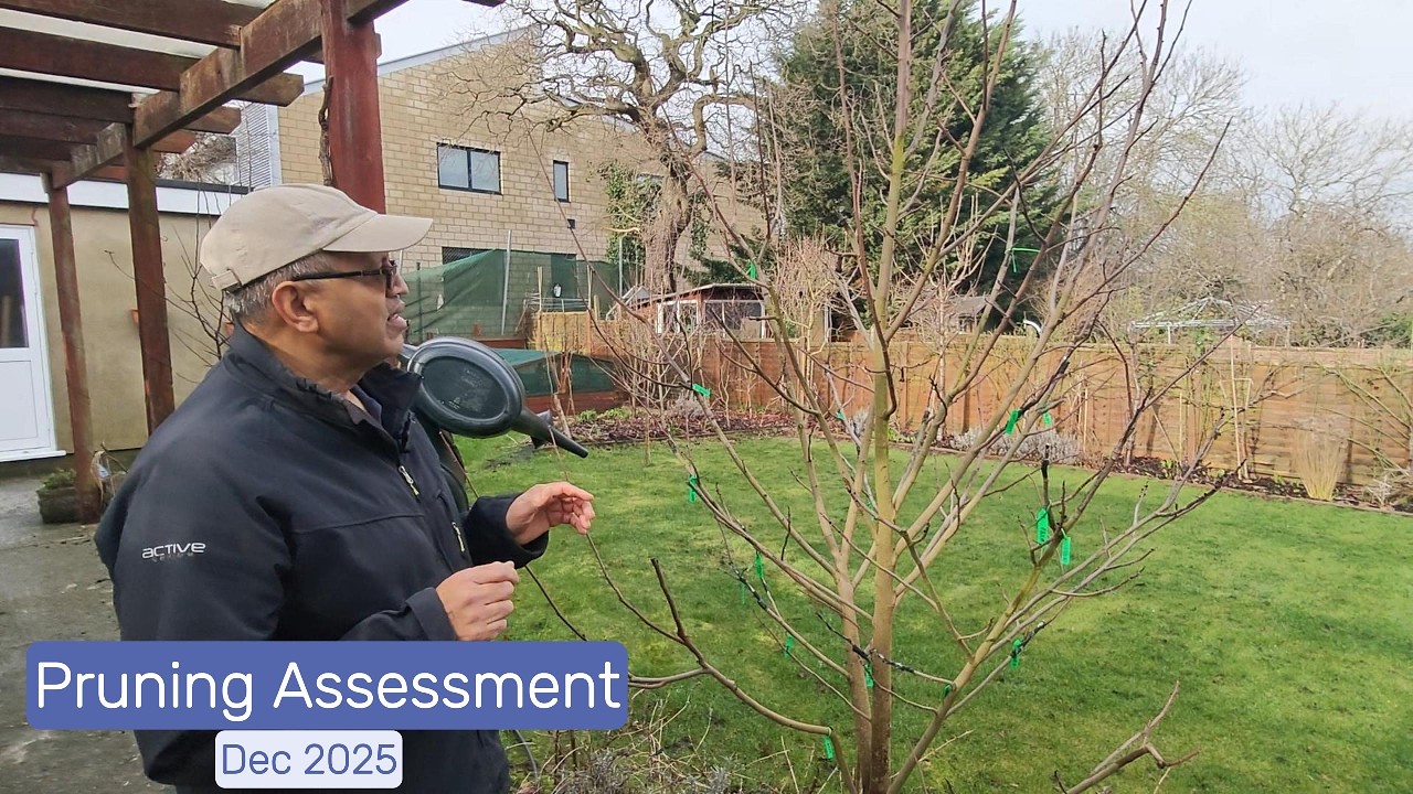 Pruning assessment - American PawPaw (Asimina Triloba) trees