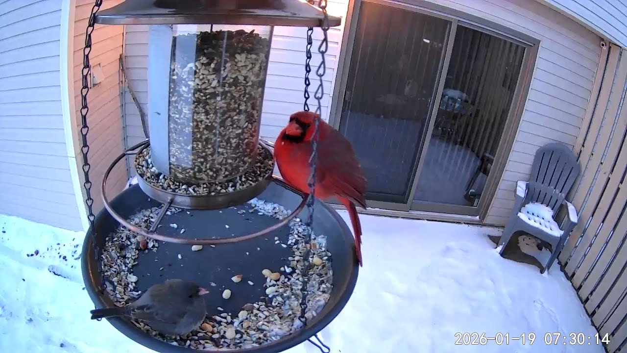2026/01/19 - A Northern Cardinal starts his day at the feeder in -8°F weather; a Junco joins him