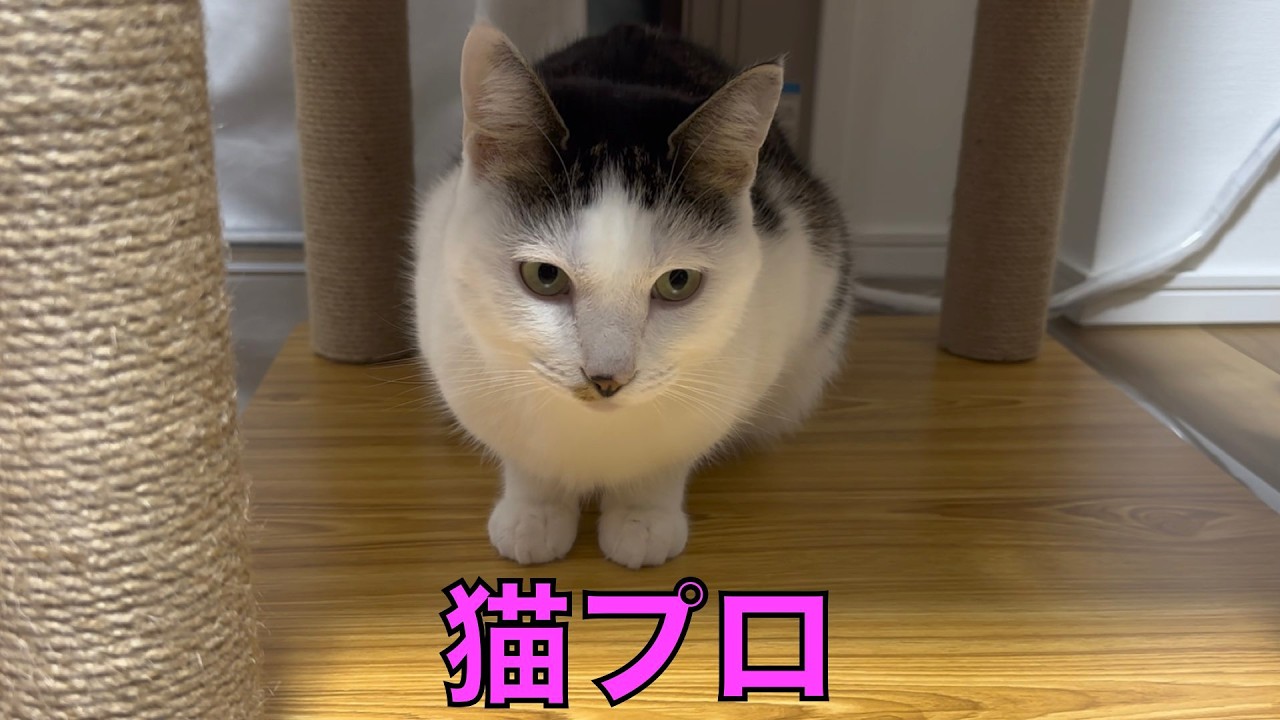 保護猫ナターシャの562日目：所属猫は僕一人