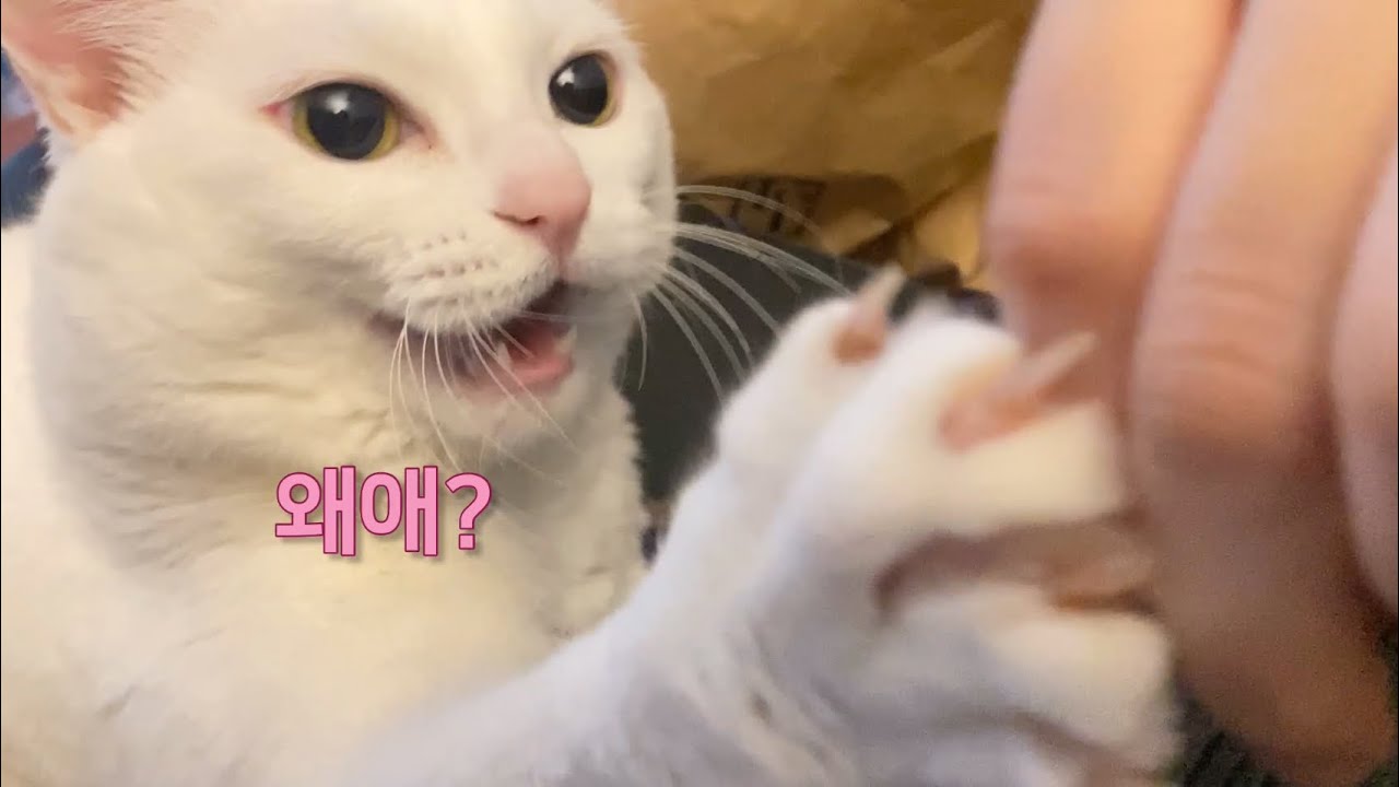 감기 걸린 집사에게 귀여움 처방
