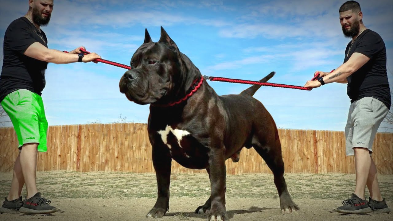 10 RARE DOG BREEDS CREATED IN RECENT YEARS