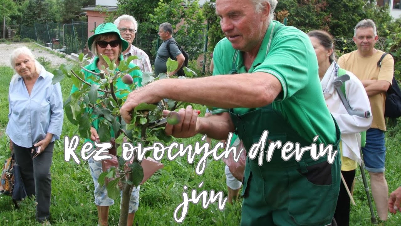 Rez ovocných drevín - jún