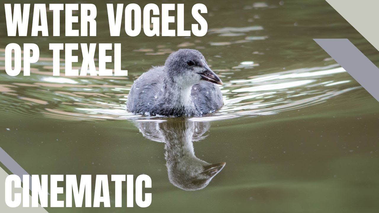 Watervogels op Texel Cinematic