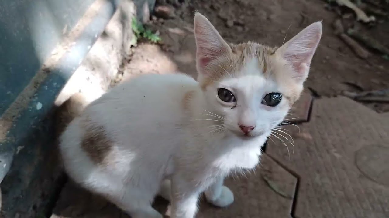 funny cats 