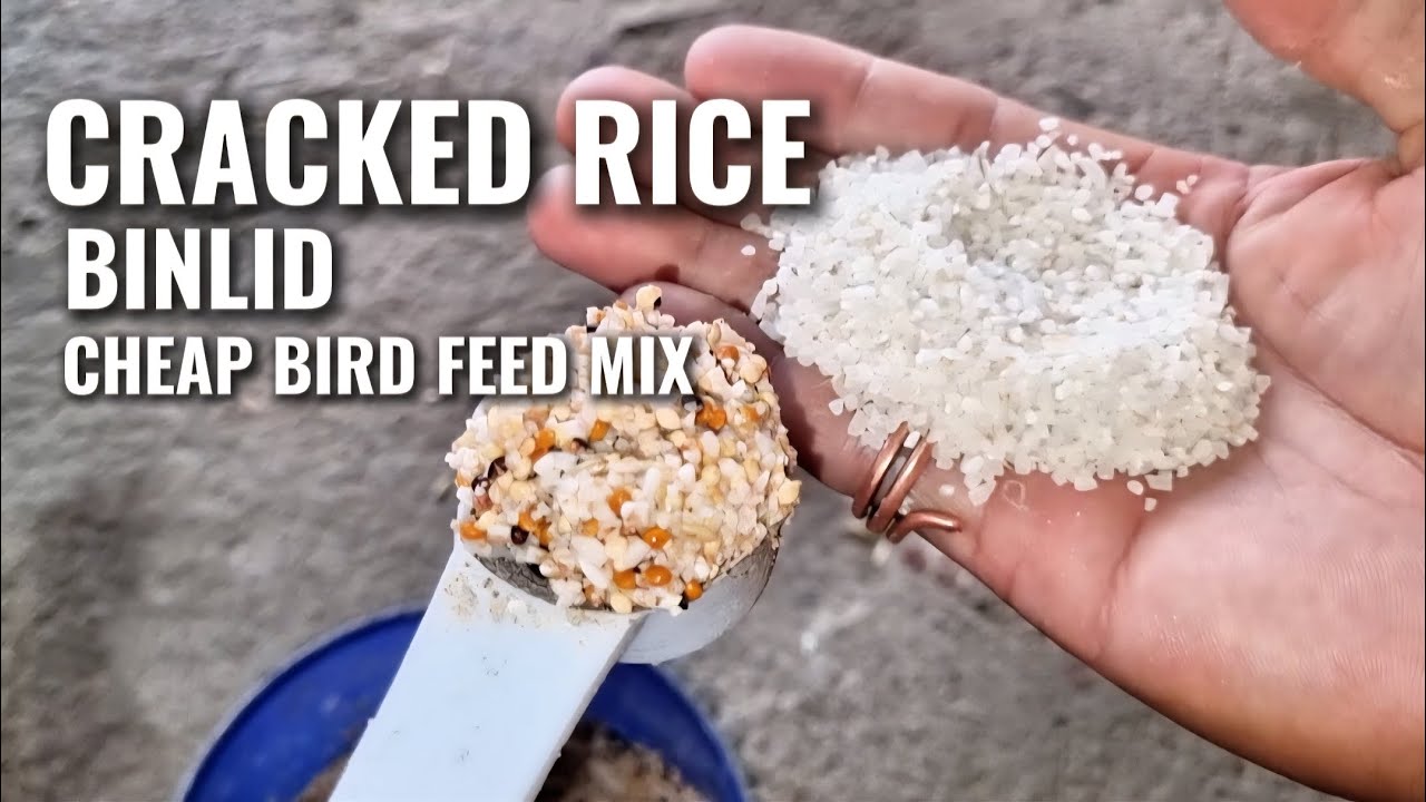 CRACKED RICE FOR LOVE BIRDS