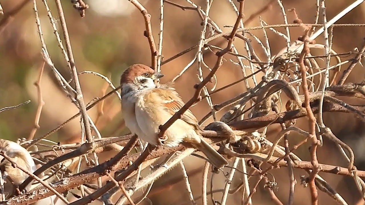 Sparrow's Quiet Morning : Preening in the Thicket