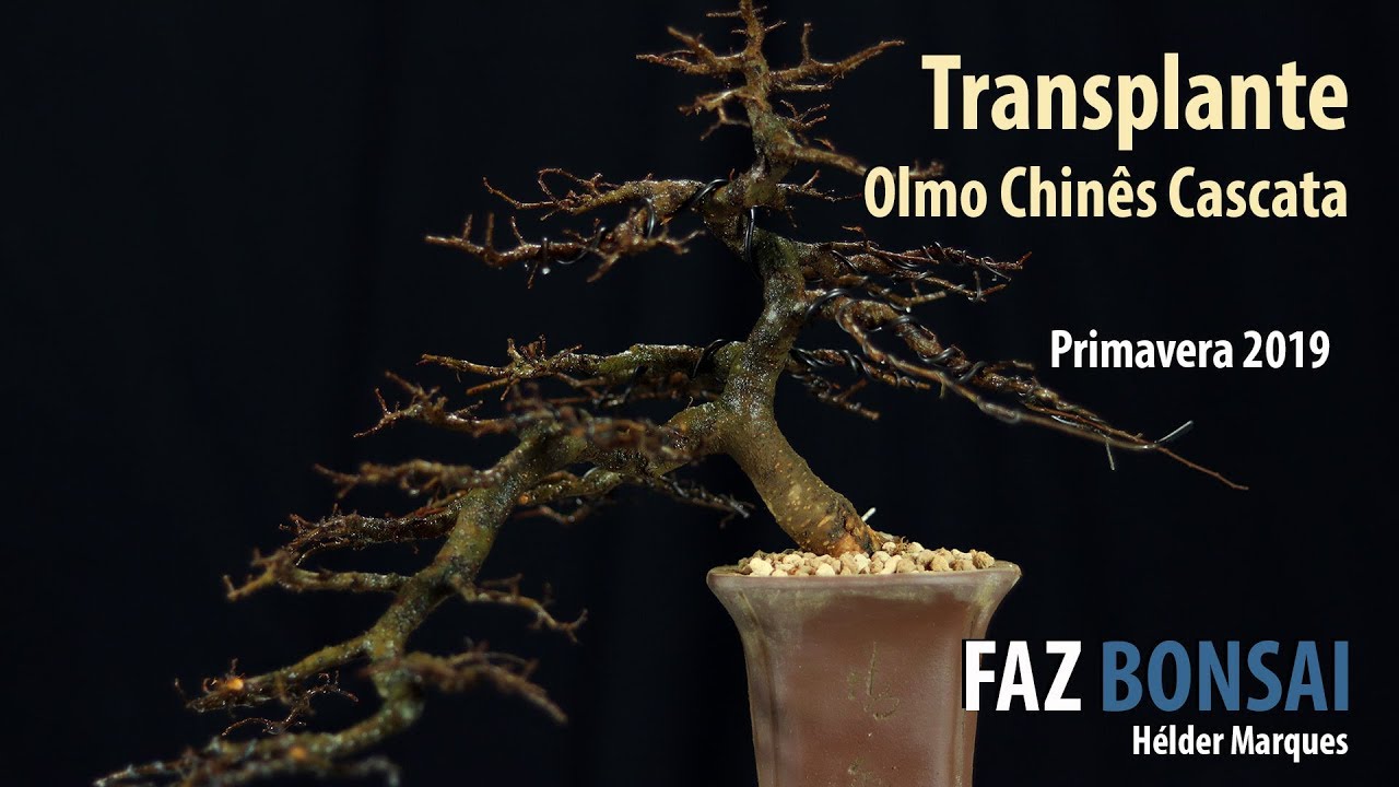 Transplante do Olmo Chinês em Cascata - primavera 2019