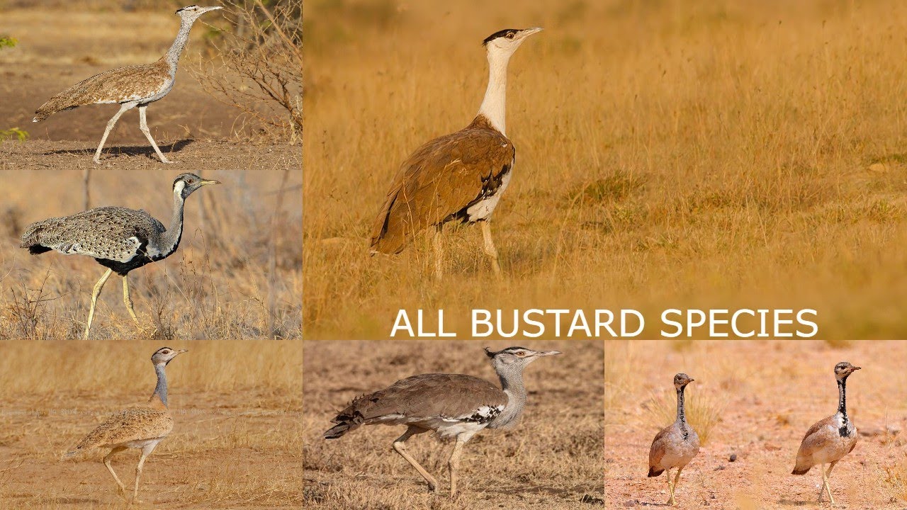 All Bustard Species / Types of Bustard birds / Bustard birds
