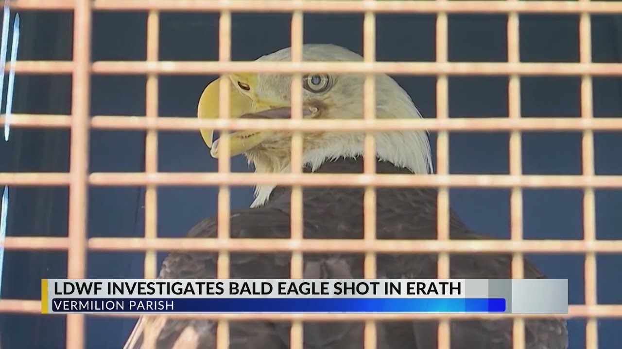 LDWF investigating bald eagle shooting in Vermilion Parish