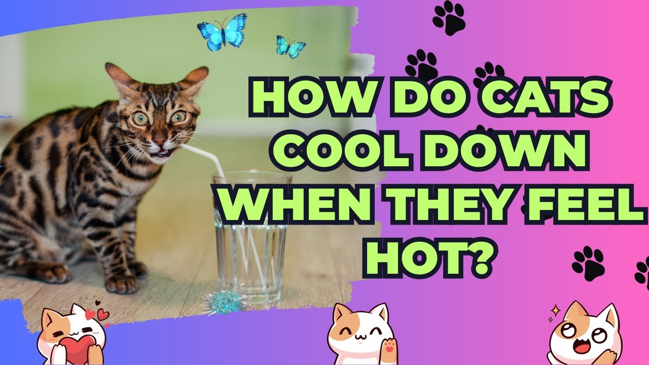 HOW DO 🐈CATS COOL 🐈 DOWN WHEN THEY FEEL🐈 HOT- Curious Head