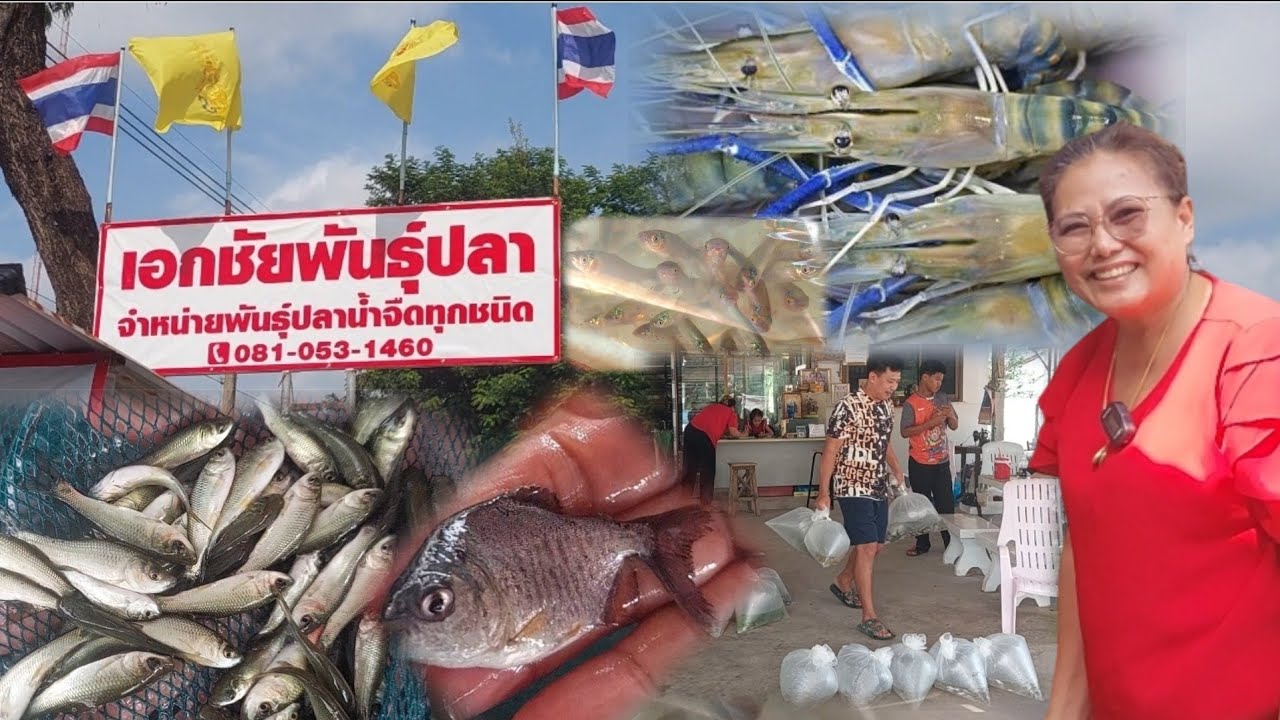 ลูกปลาพันธุ์ปลา เกษตรผสมผสาน ช่วงนี้กำลังมาแรง เกษตรกรเริ่มซื้อไปปล่อยช่วงฤดูฝน ที่ เอกชัยพันธ์ปลา