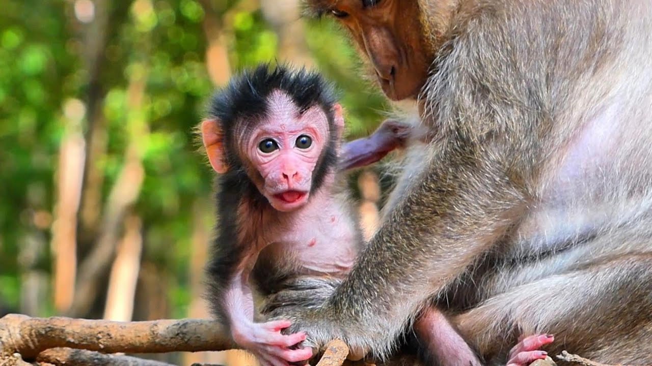 The Best Clip: Hilarious Baby Jagger With Mom Jinx, | AmberTroop
