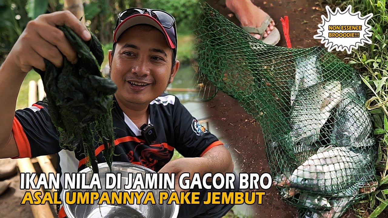 JABURAN PALING AJIB PAKE UMPAN LUMUT BRO ❗❗ TARGET CUKUP IKAN NILA SAJA YANG DI BAWA PULANG 🔥🔥