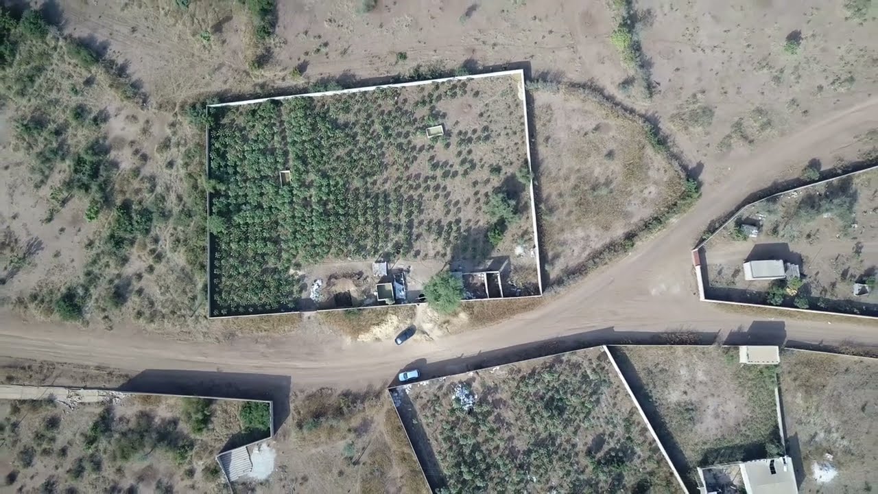 🌱 Explorez les Champs de Papaye à Thiès, Sénégal : Un Business Agricole Rentable !