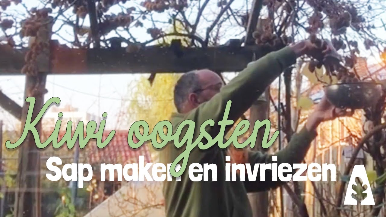 Stadstuinieren - Maak meer van je kiwi oogst: sap & slim invriezen!