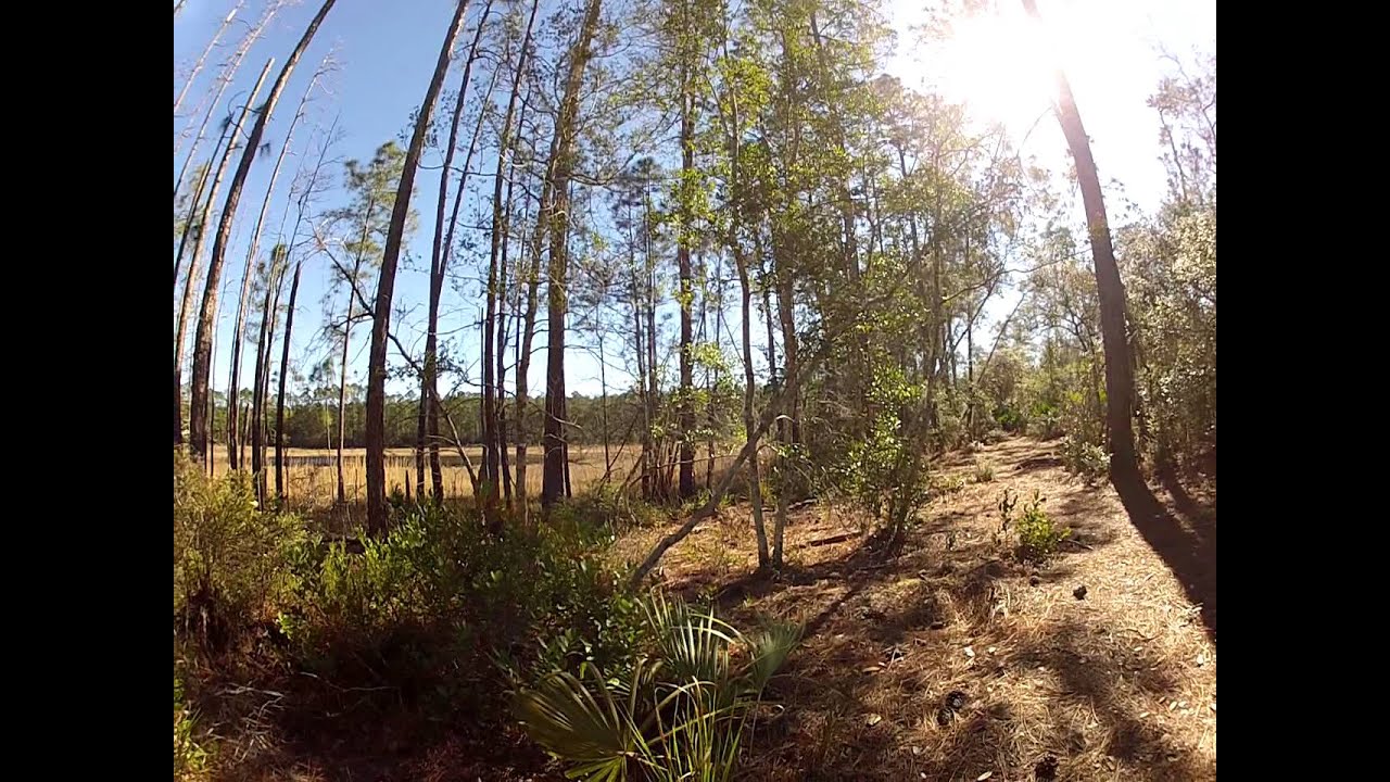 Hiking The Florida Trail in Ocala National Forest