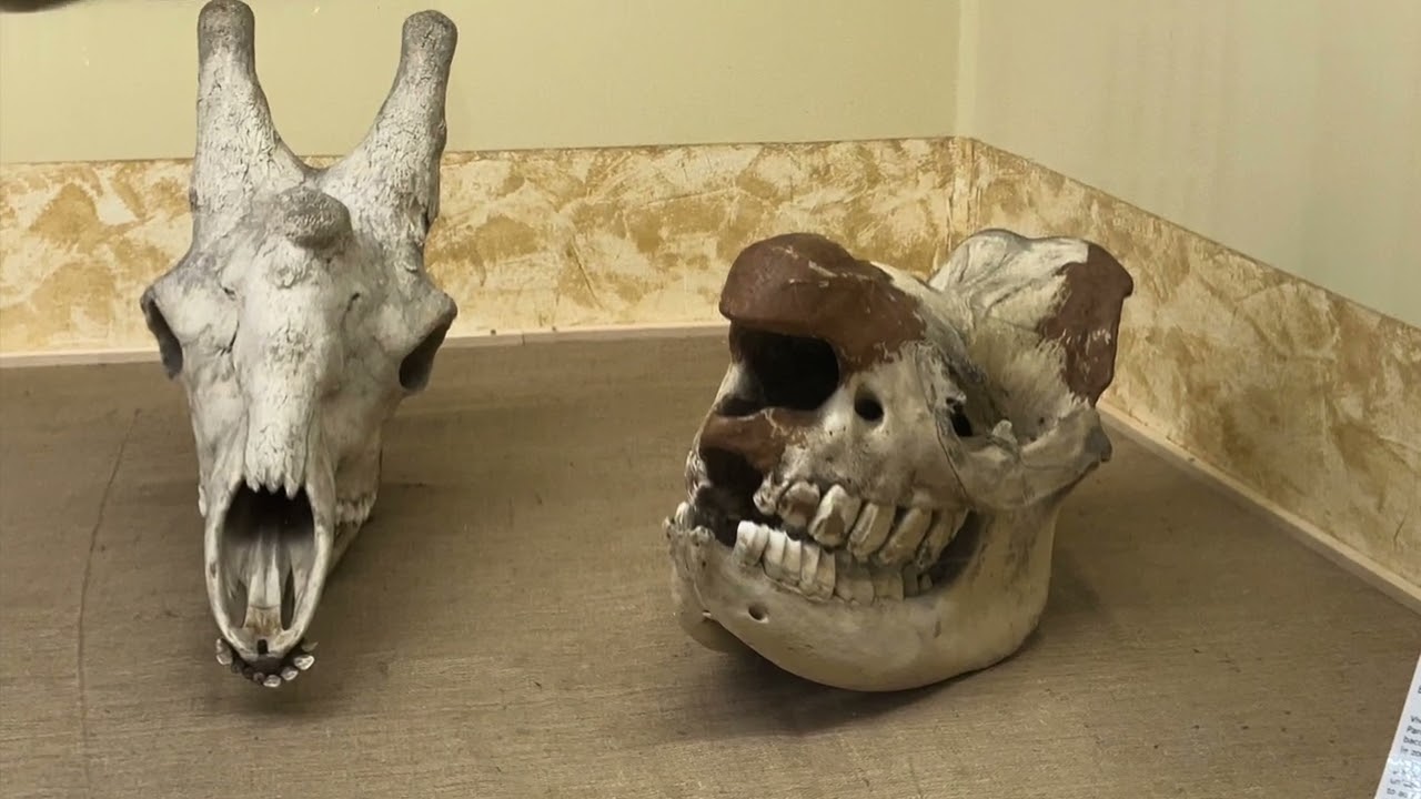 Museo di Storia Naturale