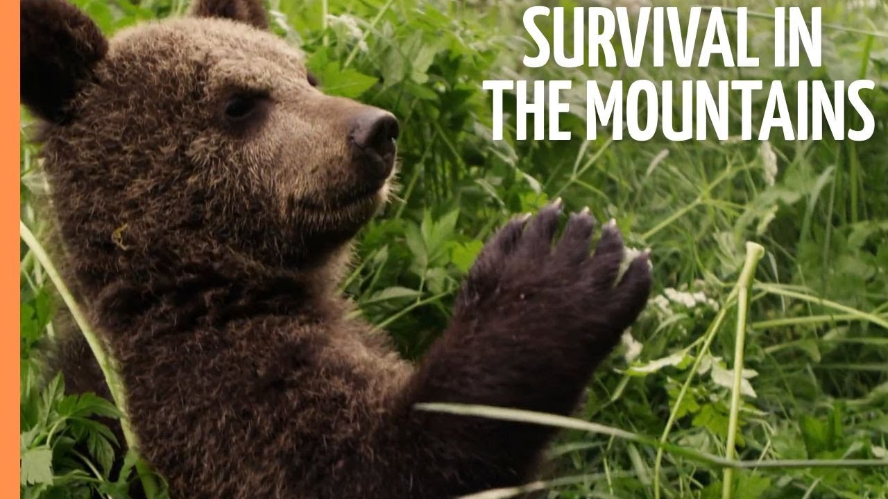 Survival in the Carpathian Mountains | Full Documentary