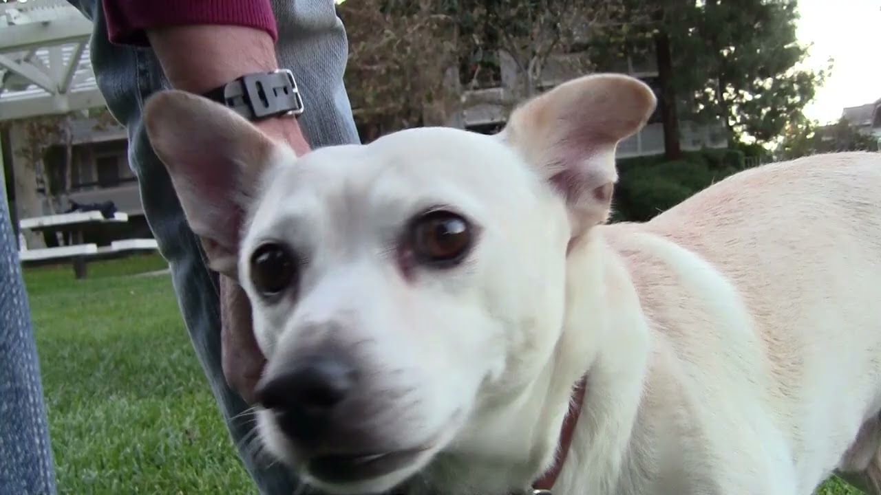 Lennon & Nadine in the Meadow at Rue Crevier, 11-19-17