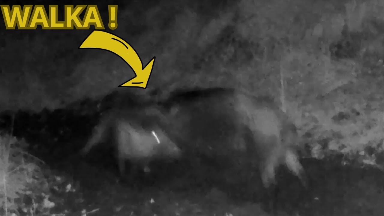 Walka dzik&oacute;w ! Jak to się skończyło ?