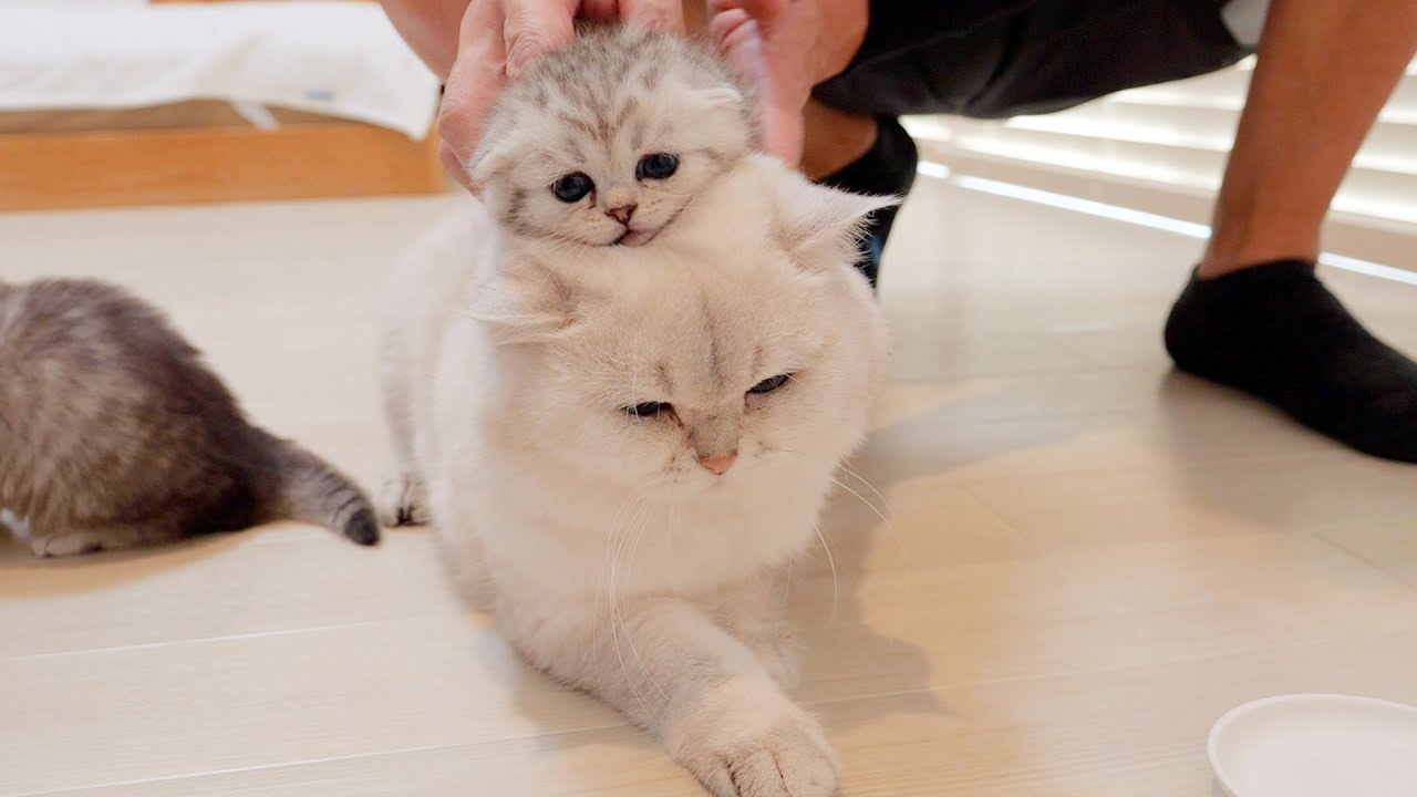 Реакция котенка, когда его посадили на спину папе-коту, была такой милой!