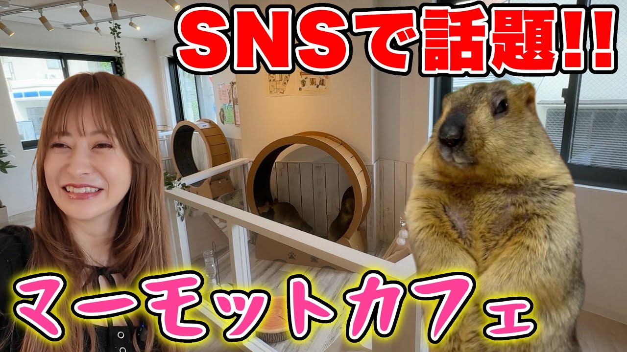 【大バズり】日本初のマーモットカフェに潜入したら可愛すぎたwww